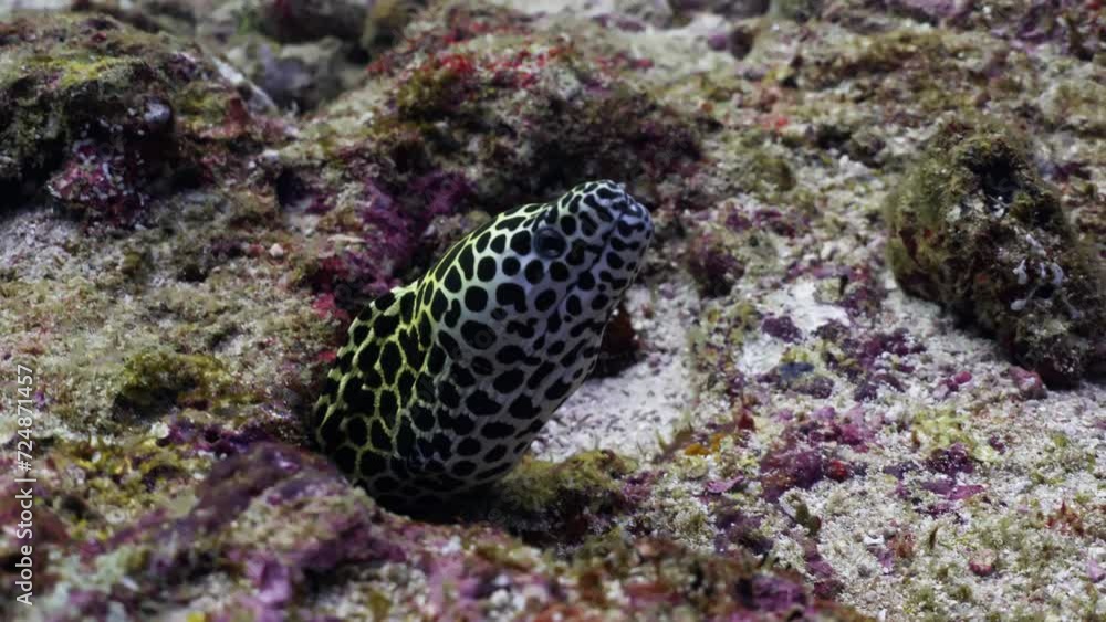 Honeycomb Moray Eel in a hole in the Coral Reef in the Maldivian Archipelago in the Indian Ocean Honeycomb Moray Eel in a hole in the Coral Reef in the Maldivian Archipelago in the Indian Ocean