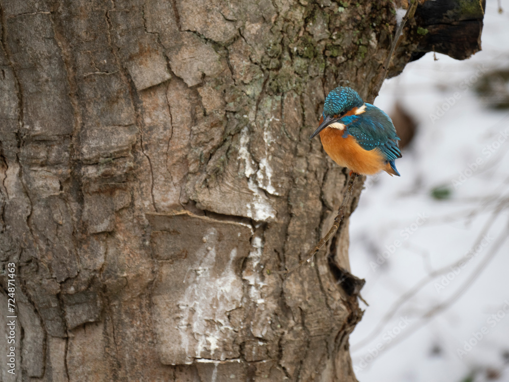 Eisvogel (Alcedo atthis) Eisvogel (Alcedo atthis)