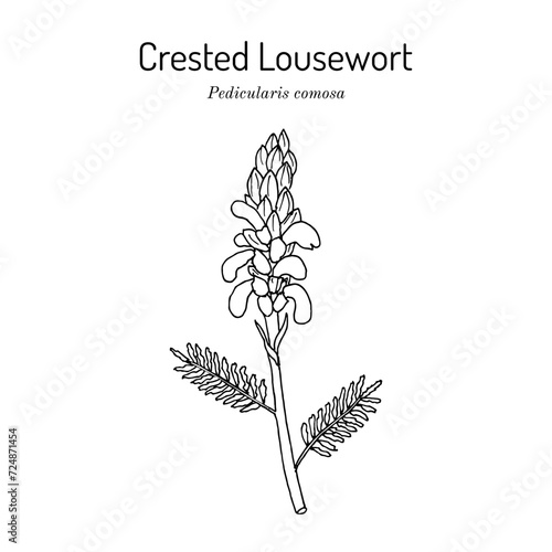 Crested Lousewort (Pedicularis comosa), medicinal plant photo