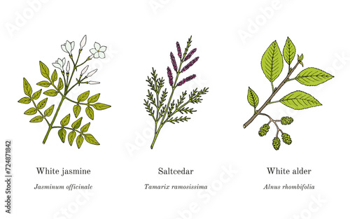 Collection of edible and medicinal plants