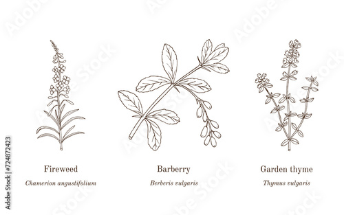 Collection of edible and medicinal plants