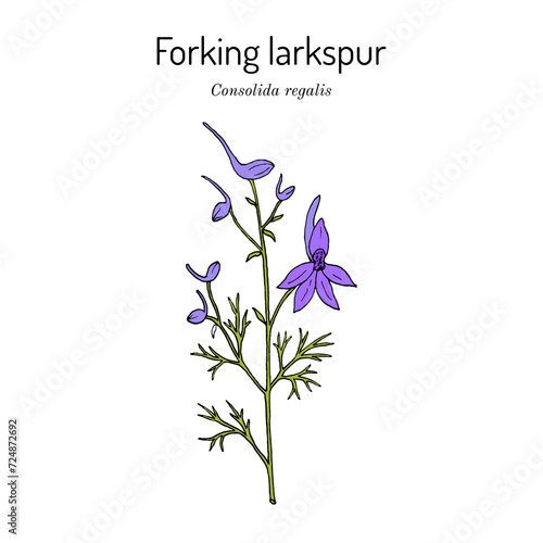 Forking larkspur, or rocket-larkspur (Consolida regalis), medicinal plant