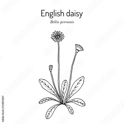 Common, english or lawn daisy (Bellis perennis)