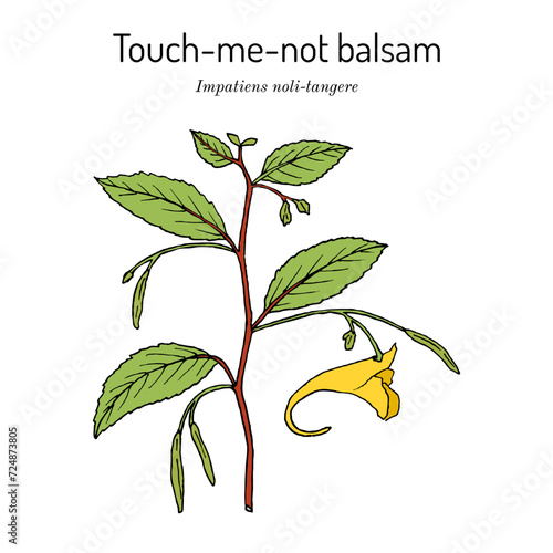 Touch-me-not balsam (Impatiens noli-tangere), medicinal plant