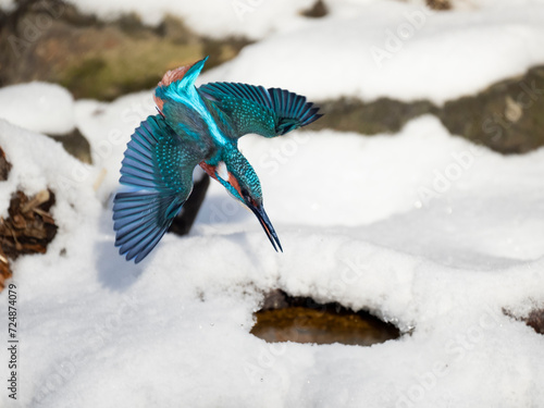 Eisvogel (Alcedo atthis)