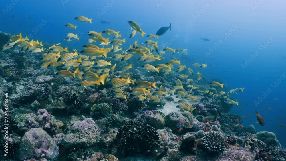 School of Yellow Stripped Snappers over the Coral Reef in the Maldivian Archipelago in the Indian Ocean School of Yellow Stripped Snappers over the Coral Reef in the Maldivian Archipelago in the Indian Ocean
