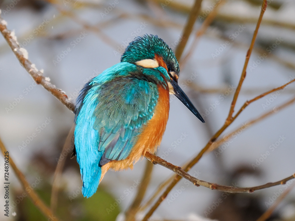 Eisvogel (Alcedo atthis) Eisvogel (Alcedo atthis)