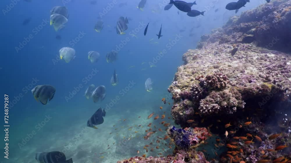school of batfish over the Coral Reef in the Maldivian Archipelago in the Indian Ocean school of batfish over the Coral Reef in the Maldivian Archipelago in the Indian Ocean