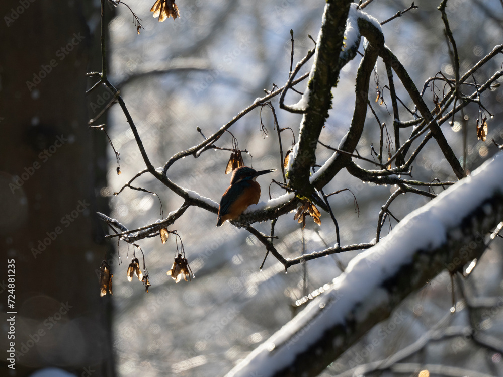 Fototapeta premium Eisvogel (Alcedo atthis)