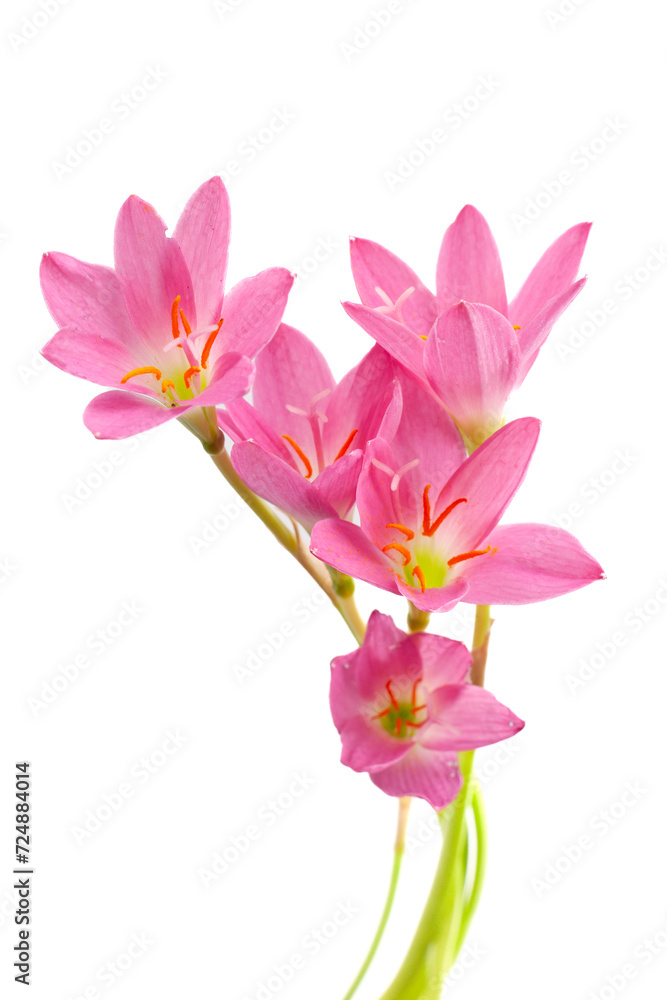 pink zephyranthes flowers isolated on a white background