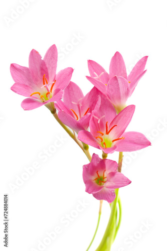 pink zephyranthes flowers isolated on a white background