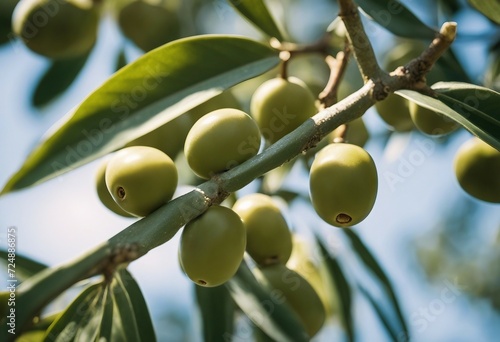 Spain Olives on olive tree branch Closeup of green olives fruits in sunny day