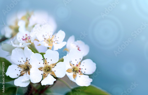Macro shot of white cherry flowers isolated on blur sky background.