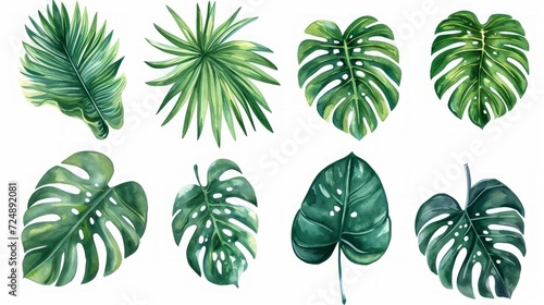 Watercolor Monstera Leaf. Cute watercolor Philodendron tropical leaves. Banner, wallpaper, green background, exotic tropical wall, abstract floral pattern, illustration.