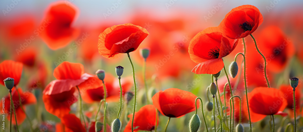 Obraz premium A stunning natural field horizontal banner of red poppies with delicate petals and green stems against a soft-focus background.