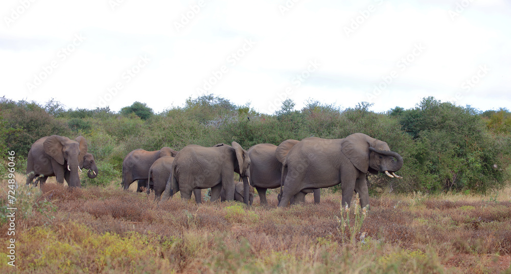 Afrikanischer Elefant / African elephant / Loxodonta africana