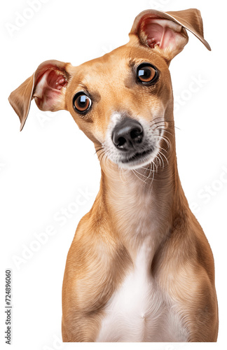 Italian Greyhound dog  full body