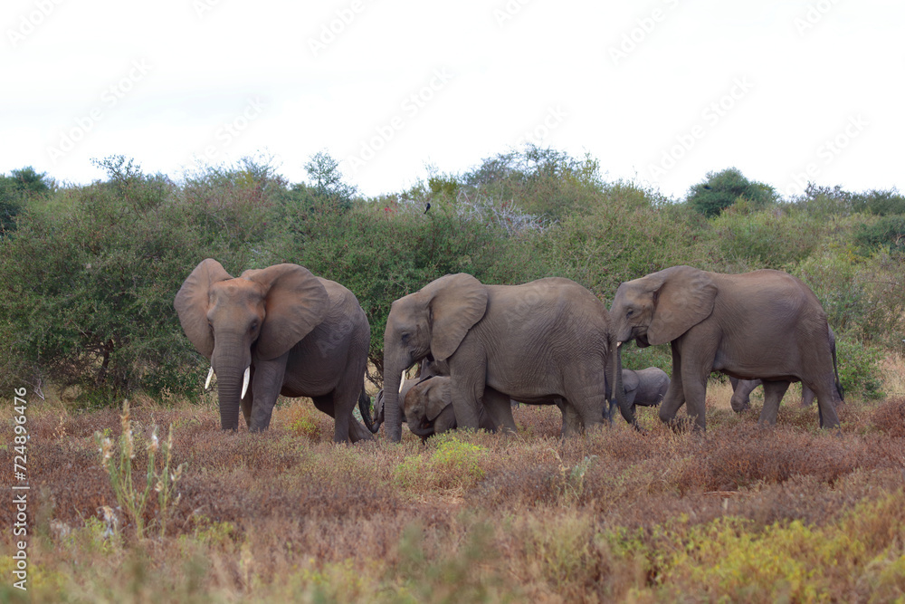 Afrikanischer Elefant / African elephant / Loxodonta africana Afrikanischer Elefant / African elephant / Loxodonta africana