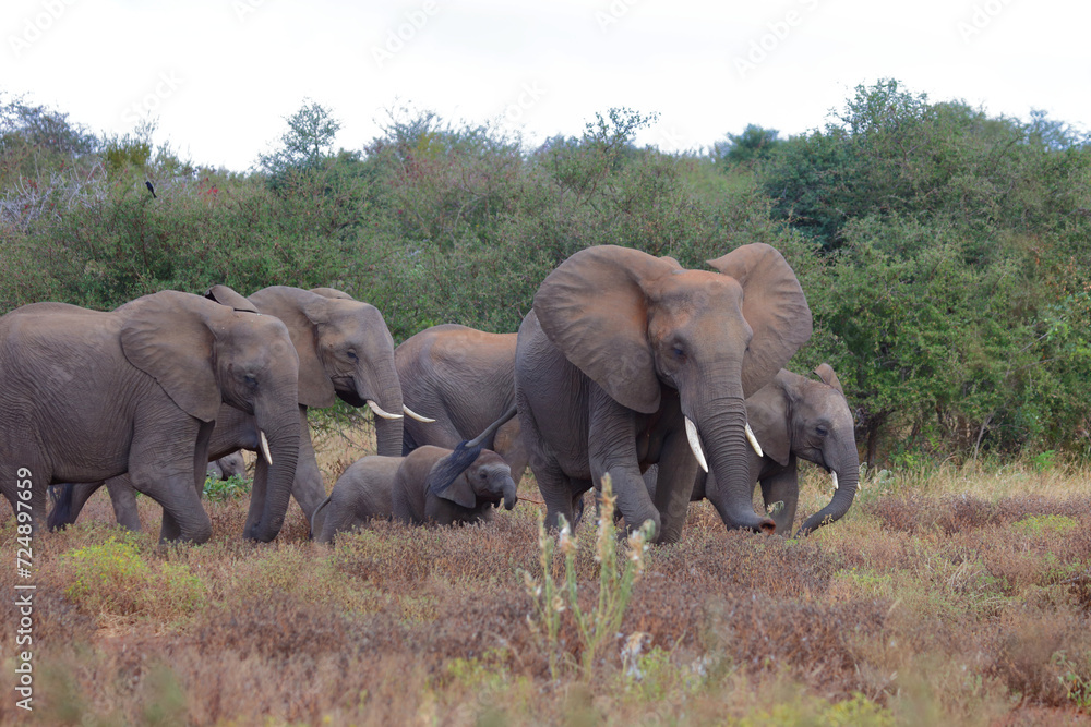 Afrikanischer Elefant / African elephant / Loxodonta africana