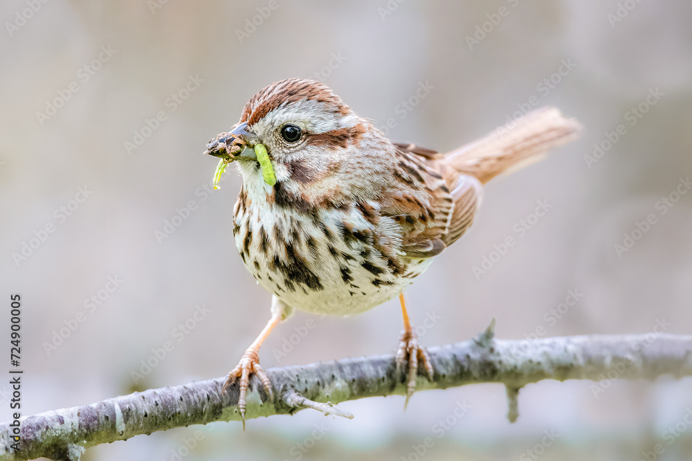 Fototapeta premium Song sparrow with worms in its beak 
