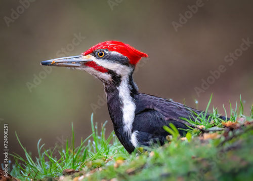 Detailed portraits of a male Pileated woodpecker, Dryocopus pileatus. photo