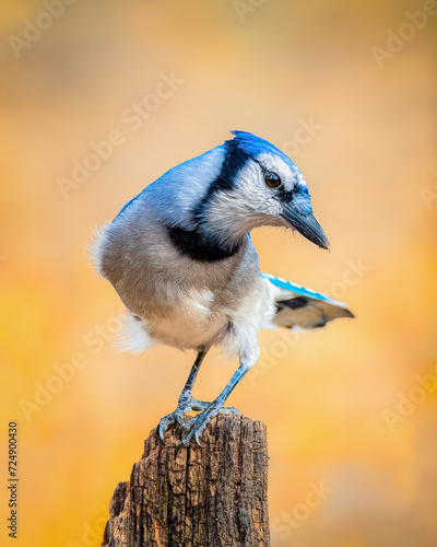 Photography Blue Jay portrait perching, nice golden background, fall colors, taken in Ontari