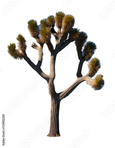 Joshua tree isolated on transparent background, png