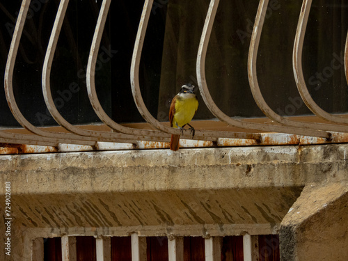 Great Kiskadee sitting on window grill photo