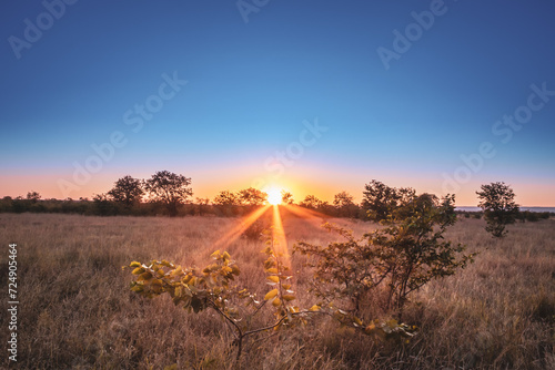 Travelling through a dry bushveld landscape covered in mopani and acacia trees at sunset, Kruger National Park, South Africa