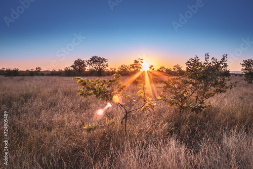 Travelling through a dry bushveld landscape covered in mopani and acacia trees at sunset, Kruger National Park, South Africa photo