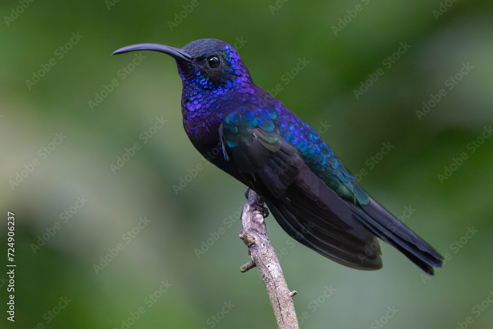 Violet sabrewing Violet sabrewing