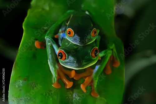 "Leapfrog" . Mating red-eyed tree frogs.