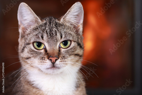 Cute little Kitten looking into the camera. Portrait of a Cat. Kitten with big green eyes. Tabby. Сare concept for pets. Cat on the background of the fireplace