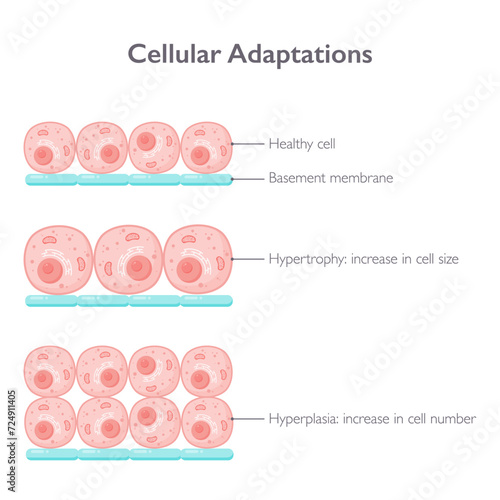 Cellular adaptations biology vector illustration graphic diagram