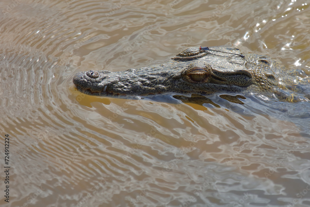 Nilkrokodil / Nile crocodile / Crocodylus niloticus Nilkrokodil / Nile crocodile / Crocodylus niloticus