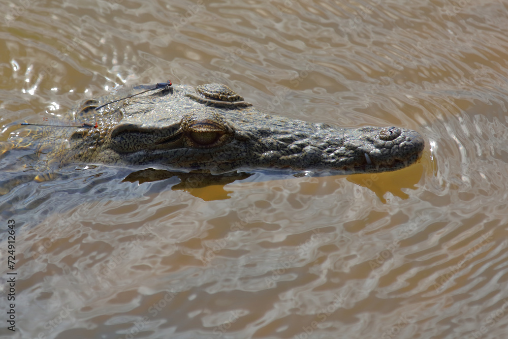 Nilkrokodil / Nile crocodile / Crocodylus niloticus Nilkrokodil / Nile crocodile / Crocodylus niloticus
