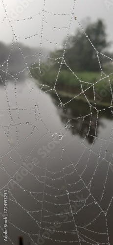 spider web with dew drops