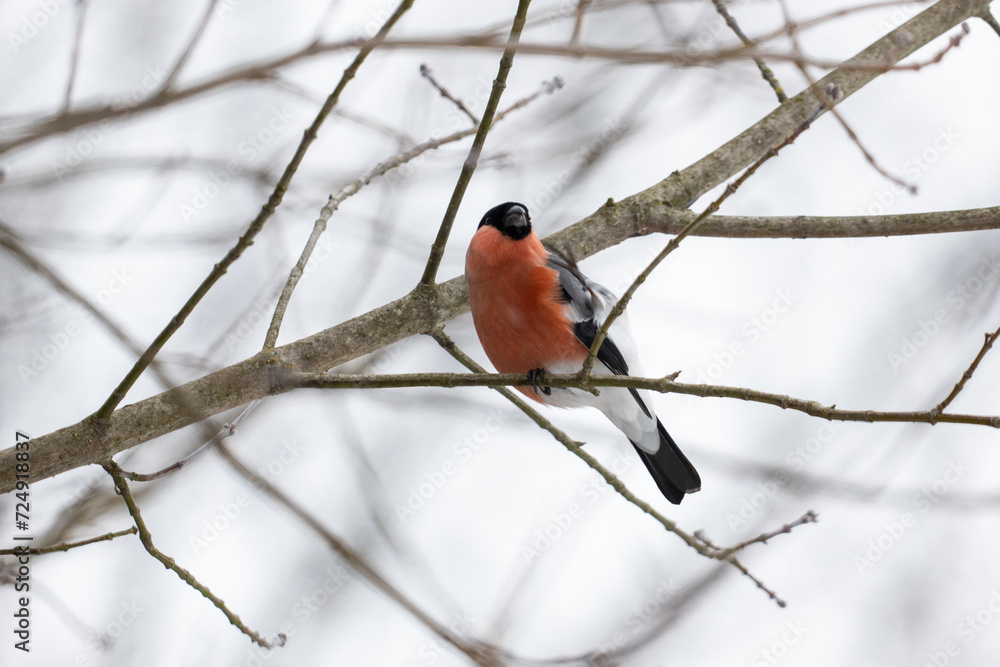 Bullfinch on a branch in winter, close-up. Poland Bullfinch on a branch in winter, close-up. Poland