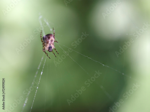 Beautiful spider with eggs macro
