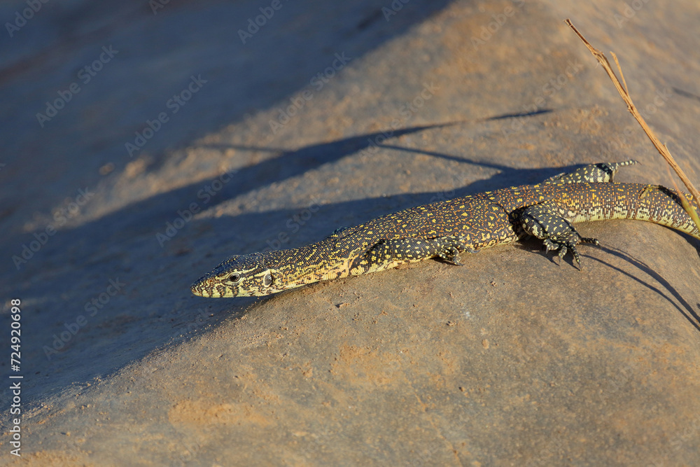 Nilwaran / Nile monitor / Varanus niloticus Nilwaran / Nile monitor / Varanus niloticus