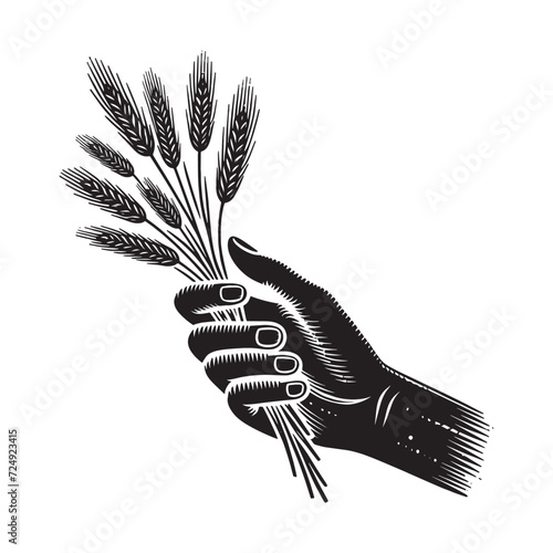 Spikelets of wheat in hand. Vintage vector engraving illustration. Black and white color. isolated object. Icon, logo, emblem	