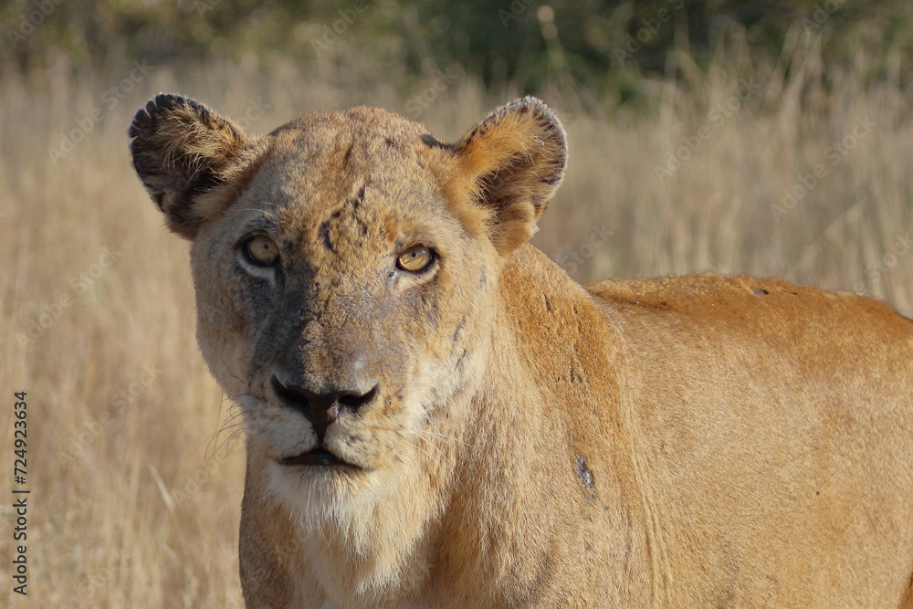 Afrikanischer Löwe / African lion / Panthera leo. Afrikanischer Löwe / African lion / Panthera leo.
