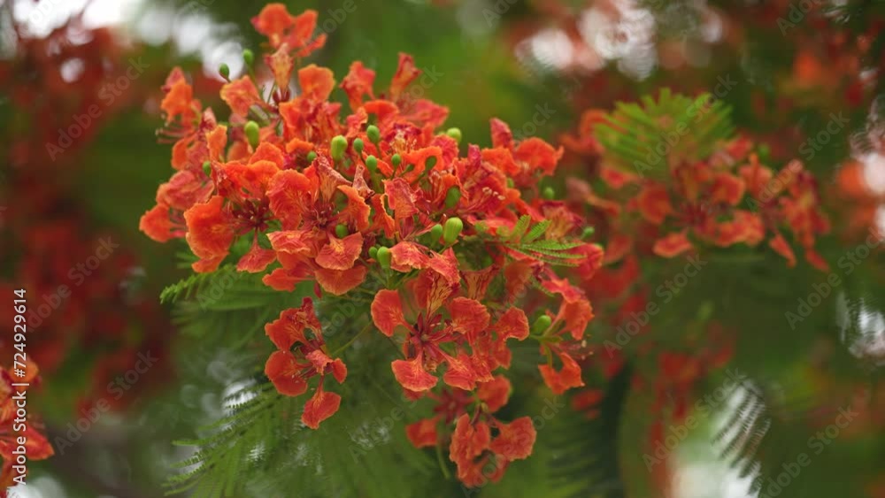 Striking red peacock flower blooms in the sunlight. Its delicate petals are arranged in a symmetrical pattern, resembling a peacock's feathers.. krishnachura, gulmohar, flame of the forest Striking red peacock flower blooms in the sunlight. Its delicate petals are arranged in a symmetrical pattern, resembling a peacock's feathers.. krishnachura, gulmohar, flame of the forest