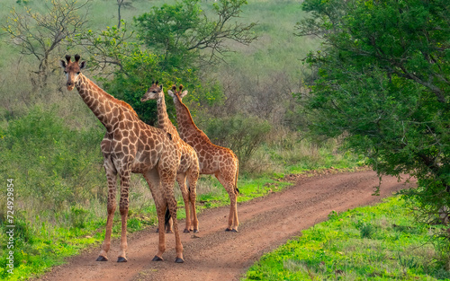 A small herd of giraffes  Giraffa camelopardalis   Zimanga Private Game Reserve  KwaZulu Natal  South Africa.