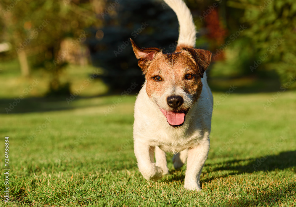 Happy cheerful dog running at green grass lawn on summer day