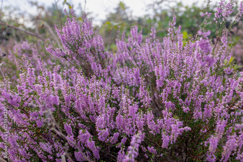 Selective focus of purple flowers in the filed  Calluna vulgaris  heath  ling or simply heather  is the sole species in the genus Calluna  Flowering plant family Ericaceae  Nature floral background.