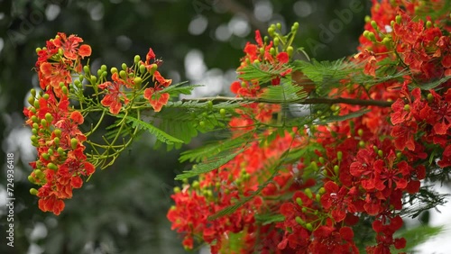 Striking red peacock flower blooms in the sunlight. Its delicate petals are arranged in a symmetrical pattern, resembling a peacock's feathers.. krishnachura, gulmohar, flame of the forest	 photo