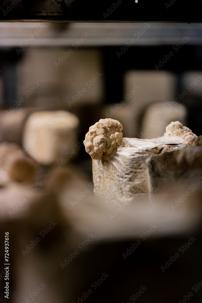 close-up of lion's mane mushroom Eco-food Bio Vegetarian food Edible mushrooms Growing plastic bags
