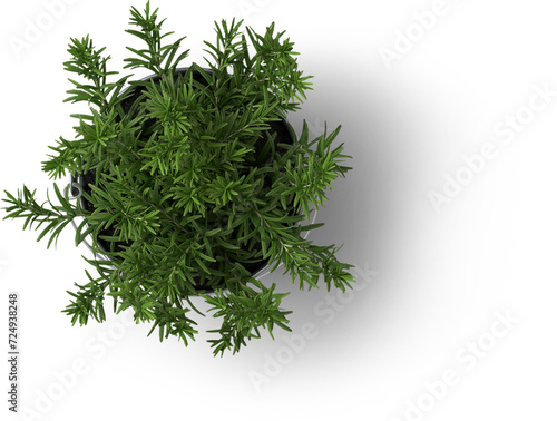 Creative layout with fresh potted thyme isolated on plain background.