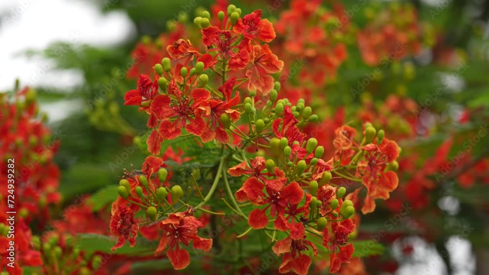 Striking red peacock flower blooms in the sunlight. Its delicate petals are arranged in a symmetrical pattern, resembling a peacock's feathers.. krishnachura, gulmohar, flame of the forest Striking red peacock flower blooms in the sunlight. Its delicate petals are arranged in a symmetrical pattern, resembling a peacock's feathers.. krishnachura, gulmohar, flame of the forest